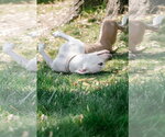 Small Photo #22 Mutt Puppy For Sale in Oakhurst, NJ, USA