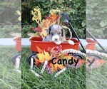 Puppy 4 Bernedoodle (Miniature)