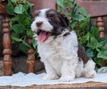Small Photo #56 Havanese Puppy For Sale in GOSHEN, IN, USA
