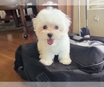 Puppy Pancake Maltese