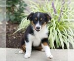 Small #4 Miniature Australian Shepherd