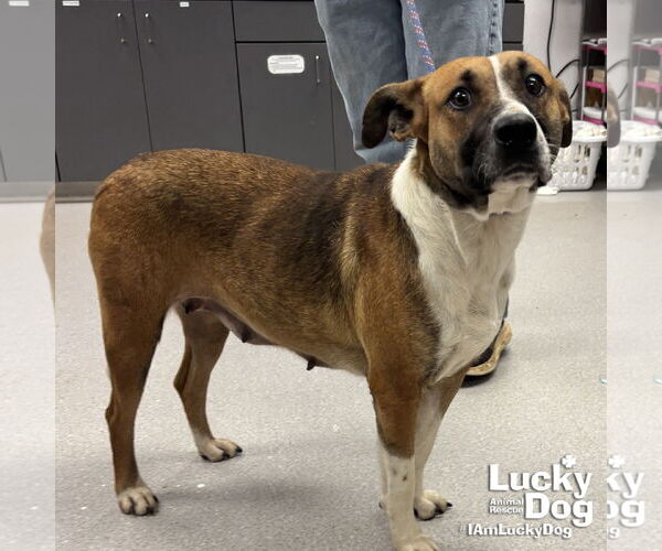 Medium Photo #3 Mutt Puppy For Sale in Washington, DC, USA