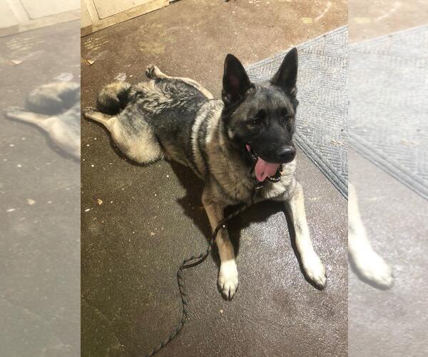 Medium Photo #10 Akita-Norwegian Elkhound Mix Puppy For Sale in Doylestown, PA, USA