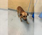 Small Labrador Retriever Mix