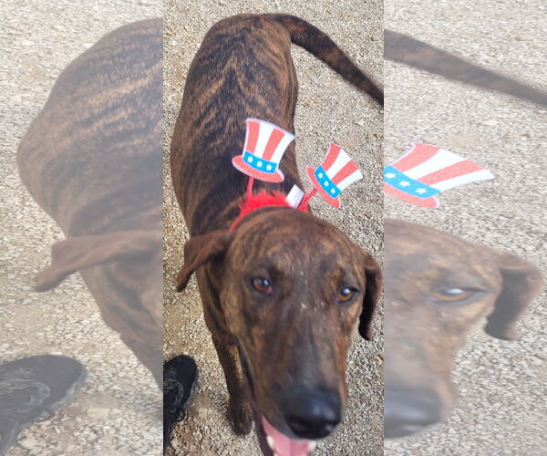 Medium Photo #9 German Shorthaired Pointer-Treeing Walker Coonhound Mix Puppy For Sale in Stover, MO, USA