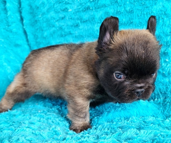 Medium Photo #14 French Bulldog Puppy For Sale in LAS VEGAS, NV, USA
