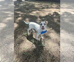 Small #1 Chihuahua-Parson Russell Terrier Mix