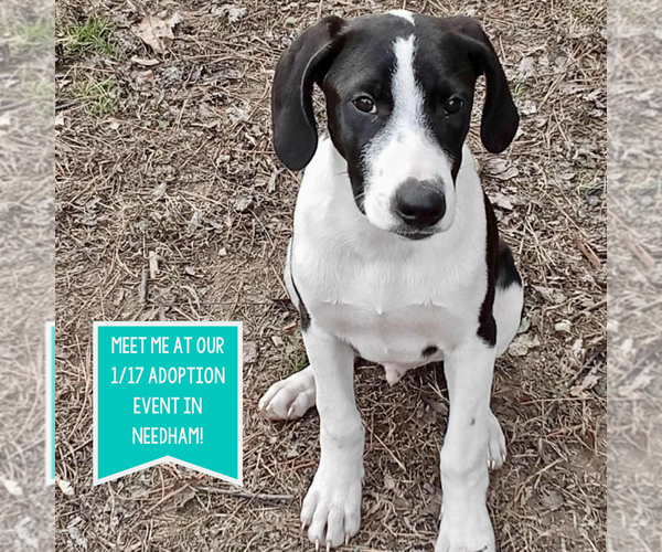 Medium Photo #1 Mutt Puppy For Sale in Boston, MA, USA