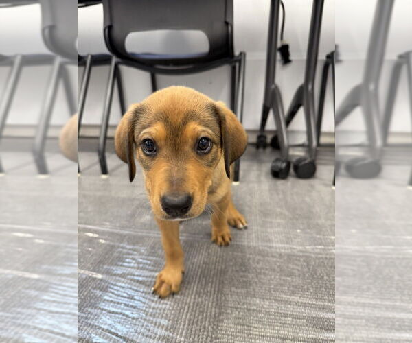 Medium Photo #2 Labrador Retriever-Unknown Mix Puppy For Sale in Brooklyn, NY, USA