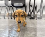 Small #1 Labrador Retriever Mix