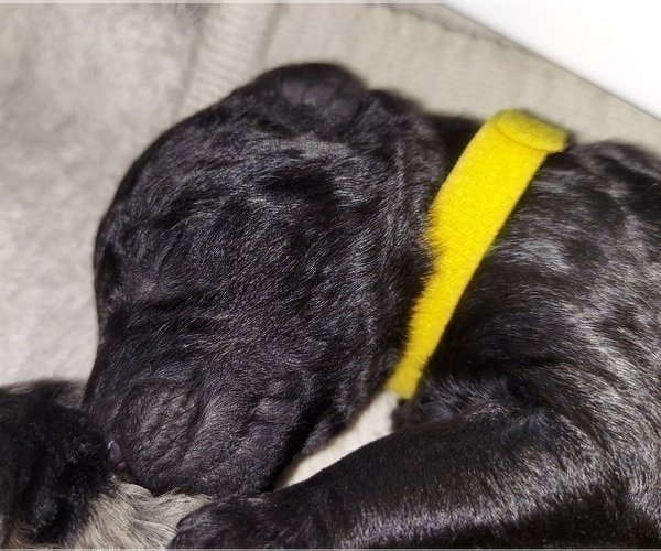 Medium Photo #4 Labradoodle Puppy For Sale in DELTONA, FL, USA