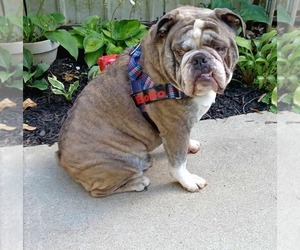 Father of the Olde English Bulldogge puppies born on 04/28/2025