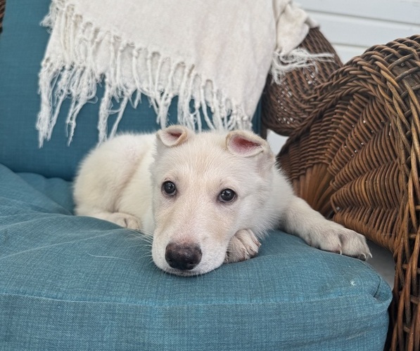 Medium Photo #4 German Shepherd Dog Puppy For Sale in BRUNSWICK, GA, USA