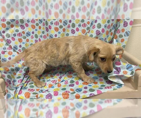 Medium Photo #1 Chihuahua Puppy For Sale in Modesto, CA, USA