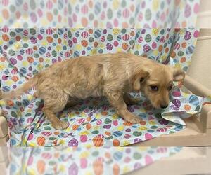 Chihuahua Dogs for adoption in Modesto, CA, USA