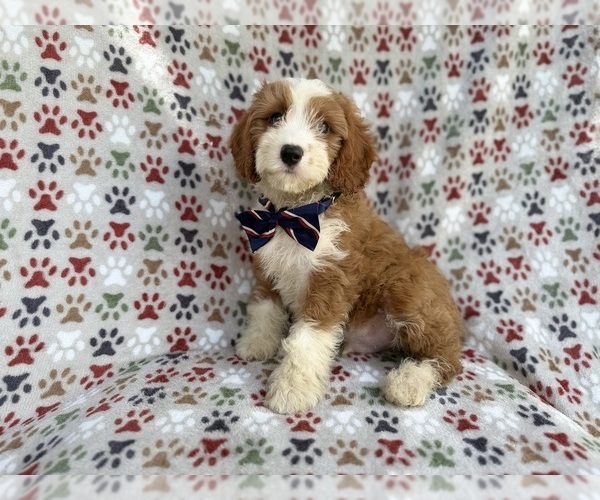 Medium Photo #1 Cavapoo (Miniature) Puppy For Sale in LAKELAND, FL, USA
