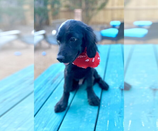 Medium Photo #6 Spanador Puppy For Sale in Fort Worth, TX, USA