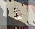 Small Photo #4 French Bulldog Puppy For Sale in TRACY, CA, USA