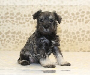 Schnauzer (Miniature) Puppy for sale in DENVER, PA, USA