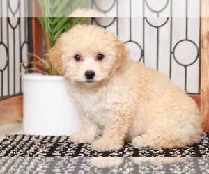 Poochon Puppy for sale in NAPLES, FL, USA