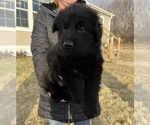 Small Photo #29 German Shepherd Dog Puppy For Sale in AURORA, SD, USA
