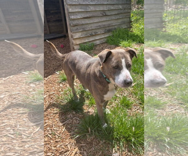 Medium Photo #4 Mutt Puppy For Sale in Rustburg, VA, USA