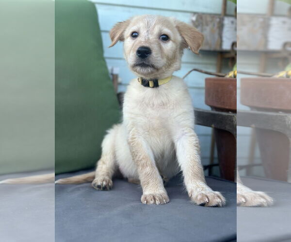 Medium Photo #6 Mutt Puppy For Sale in Germantown, OH, USA