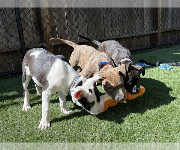 Medium Photo #4 American Pit Bull Terrier Puppy For Sale in Berkeley, CA, USA