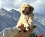 Small Photo #27 Poodle (Standard) Puppy For Sale in GARDNERVILLE, NV, USA