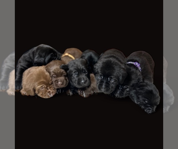 Medium Photo #1 Labrador Retriever Puppy For Sale in NEOLA, WV, USA