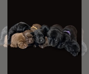 Labrador Retriever Puppy for Sale in NEOLA, West Virginia USA