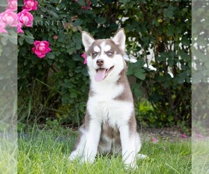 Siberian Husky Puppy for Sale in HAGERSTOWN, Maryland USA
