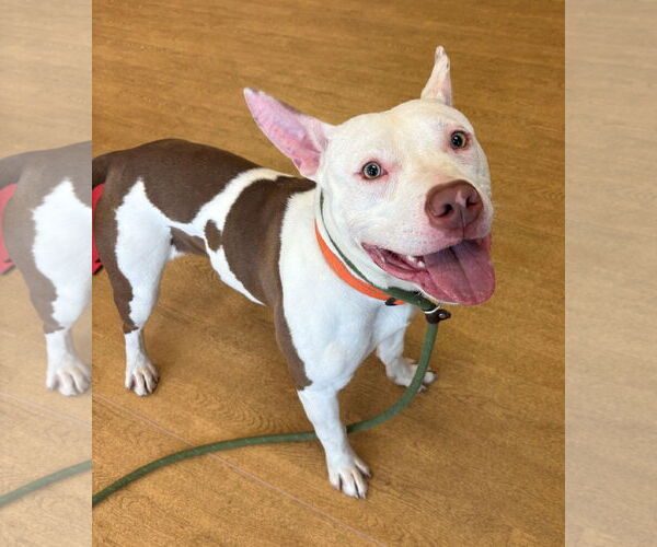 Medium Photo #4 American Pit Bull Terrier-Unknown Mix Puppy For Sale in Virginia Beach, VA, USA
