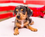 Puppy Lara Dachshund