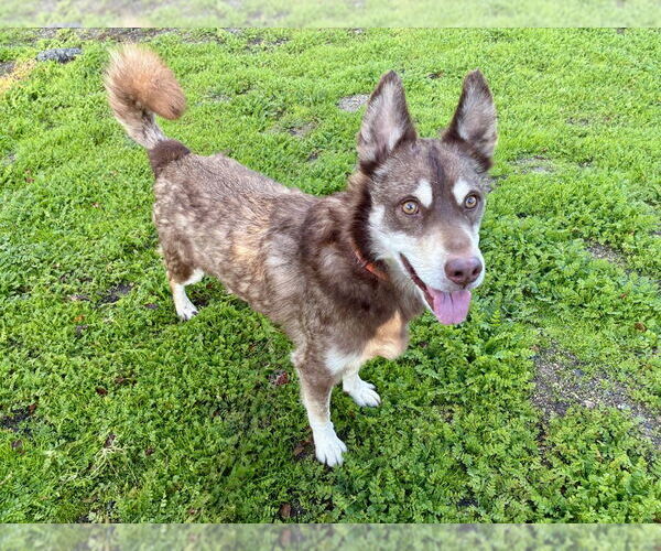 Medium Photo #3 Siberian Husky Puppy For Sale in Salinas, CA, USA