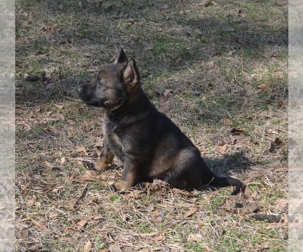 Medium Photo #1 German Shepherd Dog Puppy For Sale in POWDER SPRINGS, GA, USA