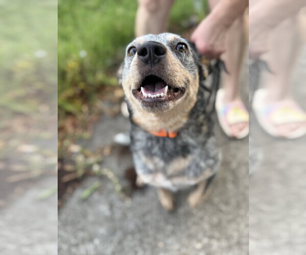 Medium Photo #1 Mutt Puppy For Sale in Holly Springs, NC, USA