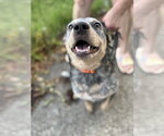 Small Mutt
