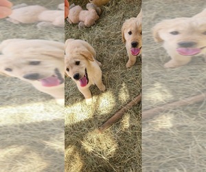 Golden Retriever Puppy for sale in RAYLE, GA, USA
