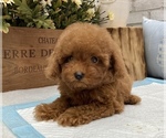 Small Photo #5 Poodle (Toy) Puppy For Sale in LOS ANGELES, CA, USA