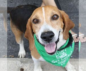 Beagle-Unknown Mix Dogs for adoption in Washington, DC, USA