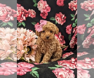 Cock-A-Poo Puppy for sale in OXFORD, PA, USA