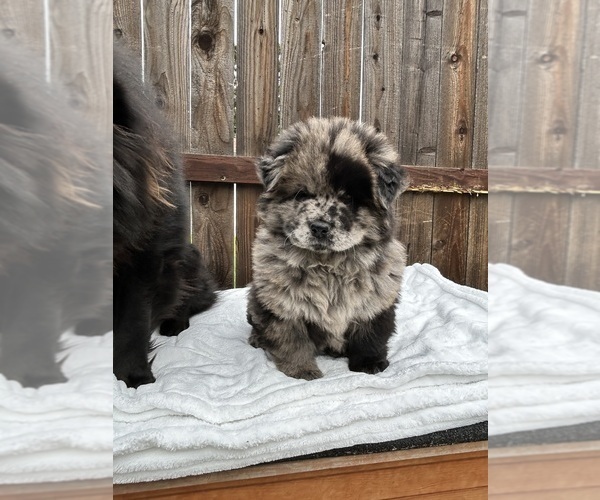 Medium Photo #2 Chow Chow Puppy For Sale in VALLEJO, CA, USA