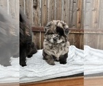 Small Photo #2 Chow Chow Puppy For Sale in VALLEJO, CA, USA