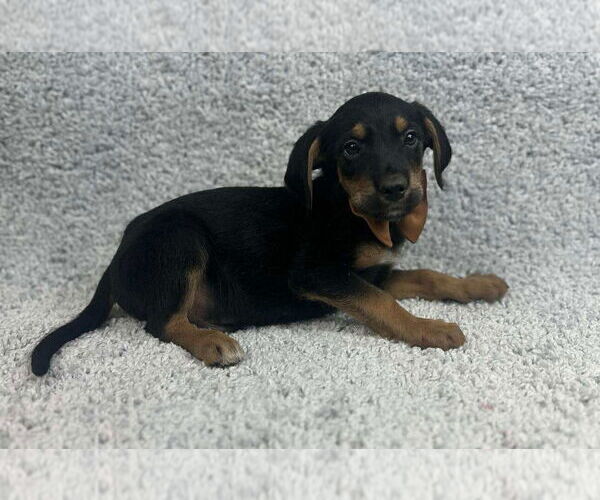 Medium Photo #4 Poodle (Standard)-Unknown Mix Puppy For Sale in Grafton, WI, USA