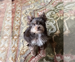 Yorkshire Terrier Puppy for sale in CAMBY, IN, USA
