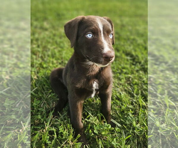 Medium Photo #2  Puppy For Sale in , 