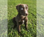 Small Photo #2  Puppy For Sale in , 