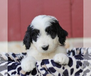Bernedoodle Puppy for sale in ORRSTOWN, PA, USA