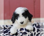 Small Photo #1 Bernedoodle Puppy For Sale in ORRSTOWN, PA, USA
